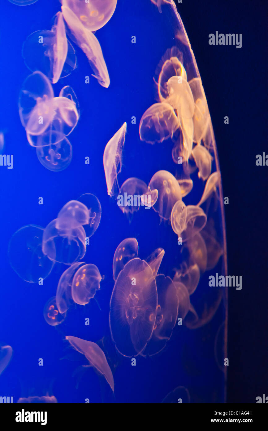 Luna medusa in mostra presso il Monterey Bay Aquarium - Monterey, California Foto Stock