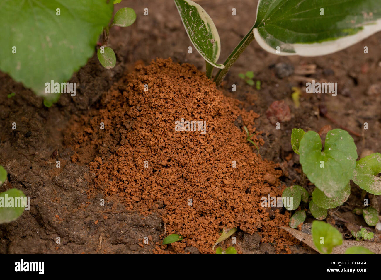 Tumulo di Ant su terreno argilloso - USA Foto Stock