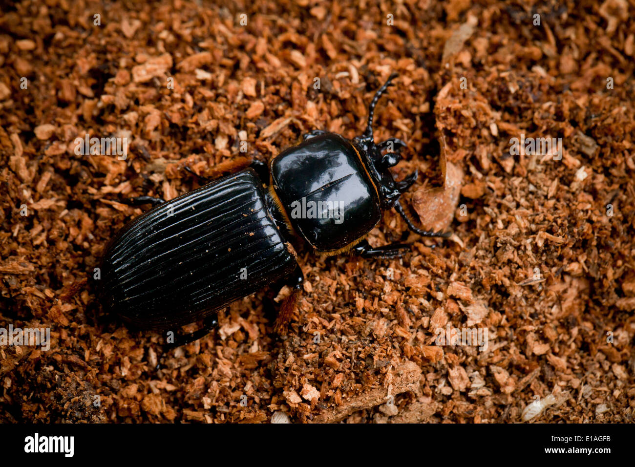 Bess Beetle (Odontotaenius disjunctus) Foto Stock