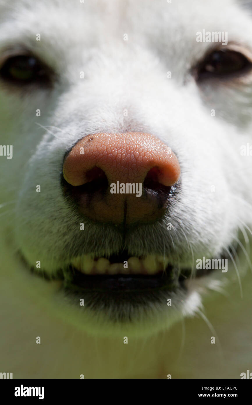 Primo piano del muso di un cane - cane sorridente Foto Stock