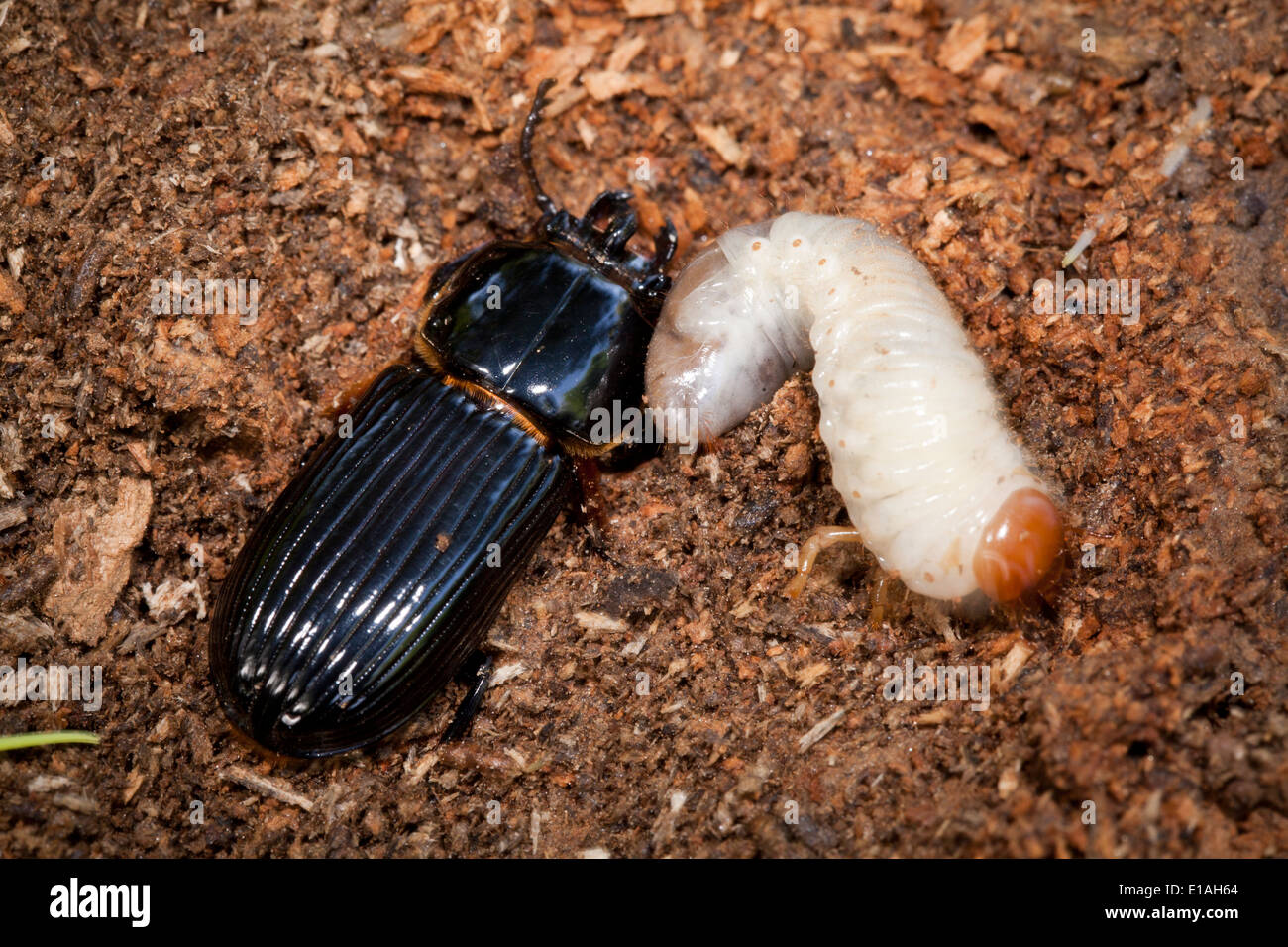 Bess Beetle e larva nella terza (instar Odontotaenius disjunctus) - USA Foto Stock