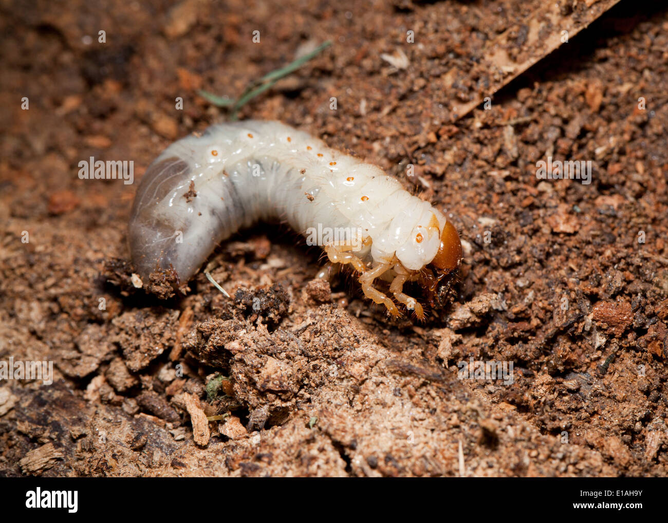 Bess Beetle larva nella terza (instar Odontotaenius disjunctus) - USA Foto Stock
