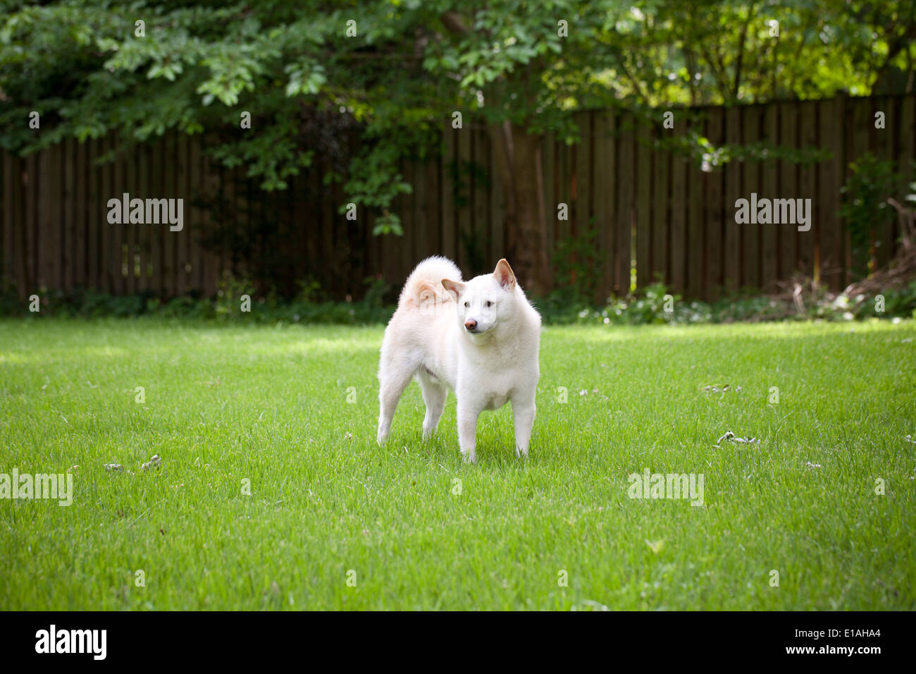 Shiba Inu cane sull'erba Foto Stock