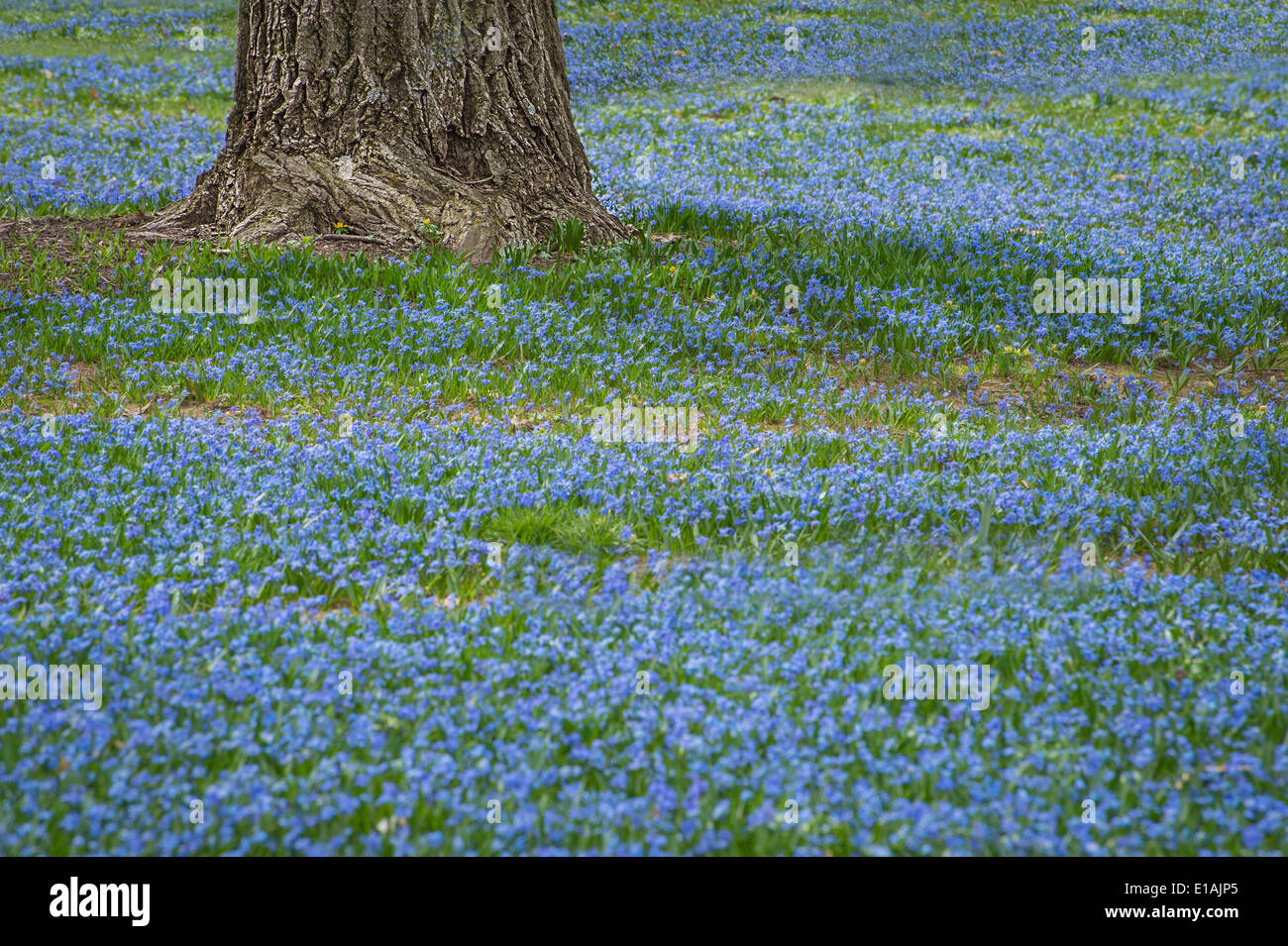 Campo di fiori blu con struttura ad albero Foto Stock