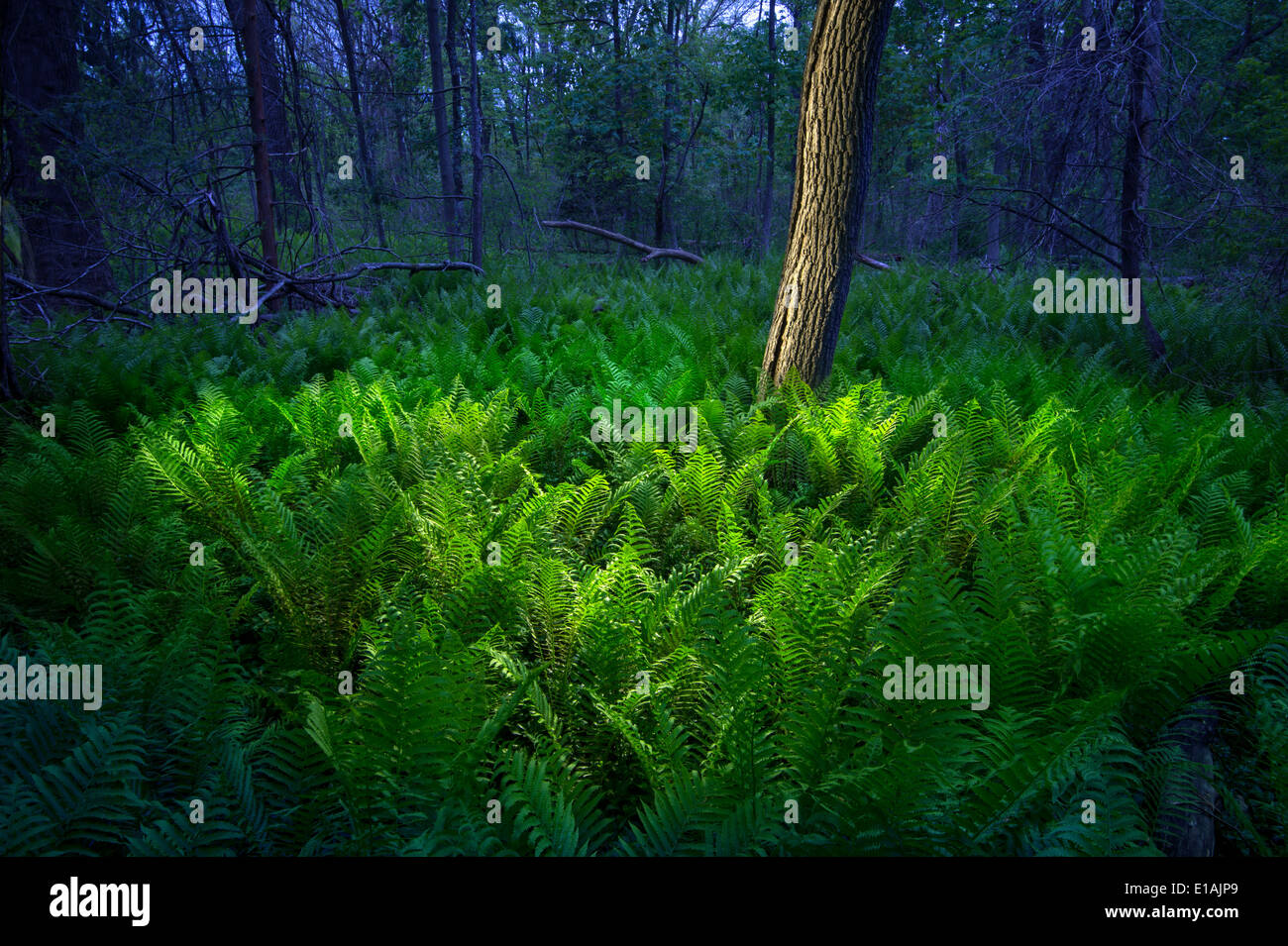 Luce incandescente felci in foresta Foto Stock