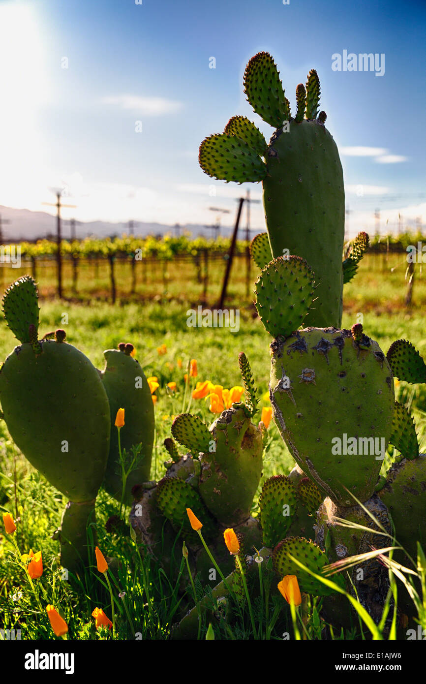 Vista ravvicinata di cactus e giallo papaveri, Napa Valley, California Foto Stock