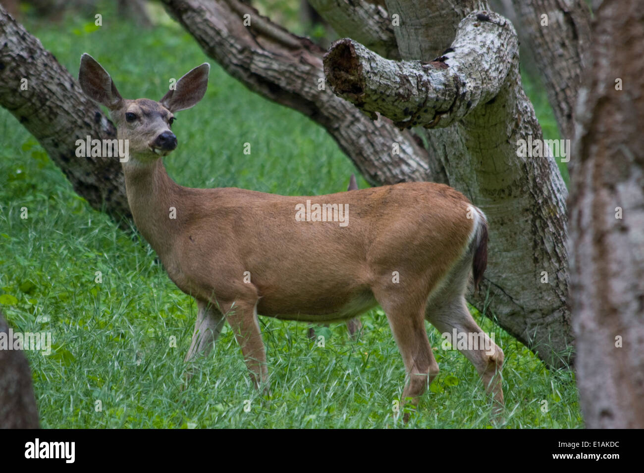 Un avviso di gravidanza Cervo femmina nascosto tra gli alberi. Foto Stock