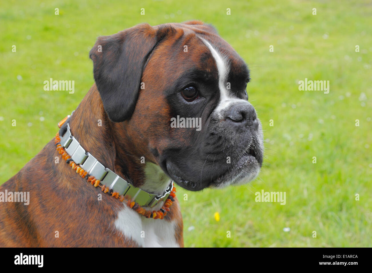 Boxer o boxer tedesche, cane ritratto Foto Stock