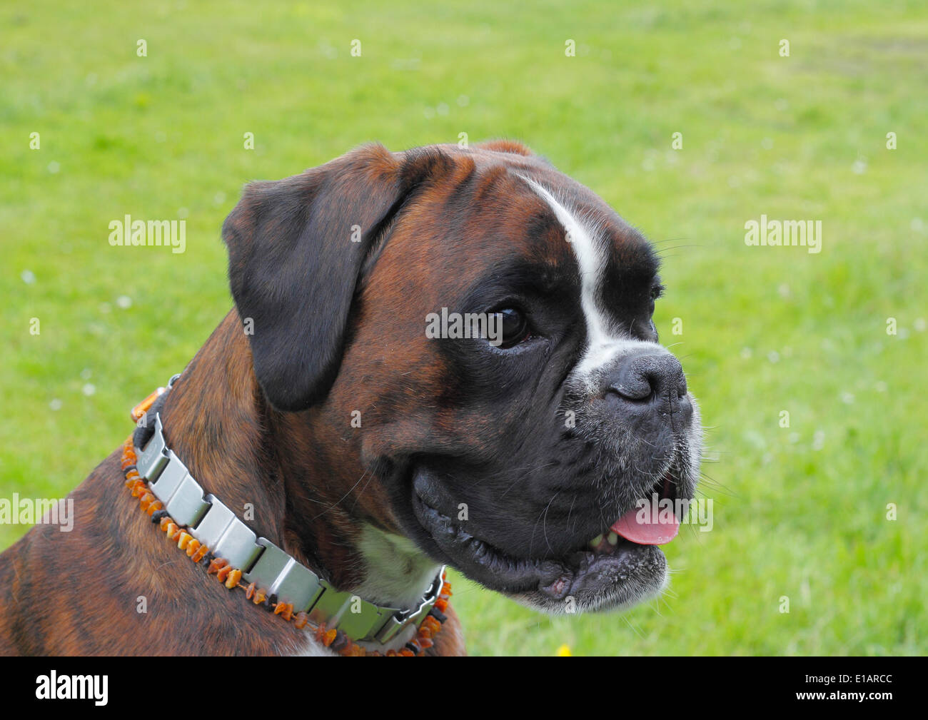 Boxer o boxer tedesche, cane ritratto Foto Stock