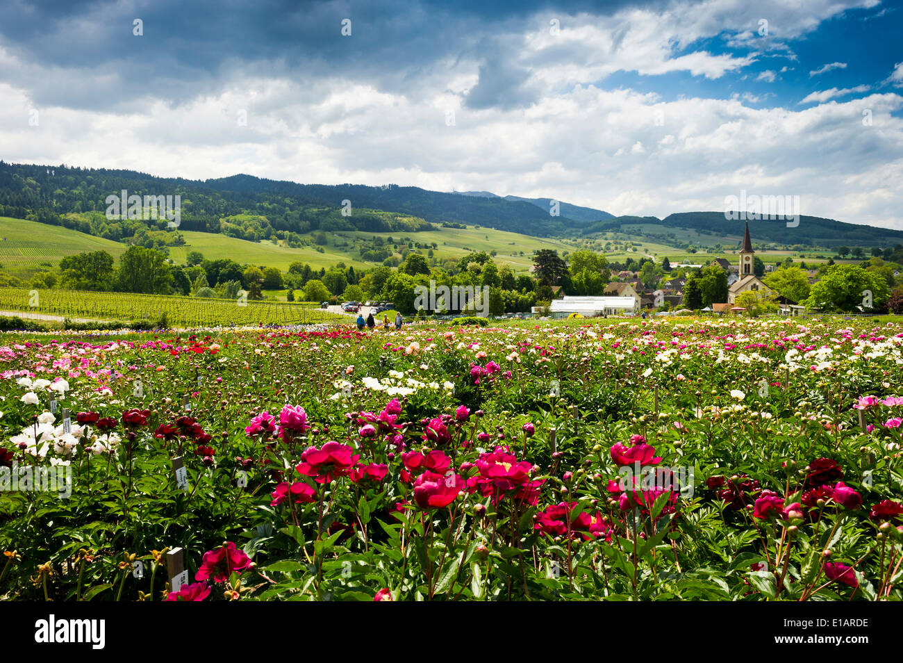 Fiori, behindg Laufen con la chiesa di San Giovanni, Sulzburg, Markgräflerland, Foresta Nera, Baden-Wuerttemberg, Germania Foto Stock