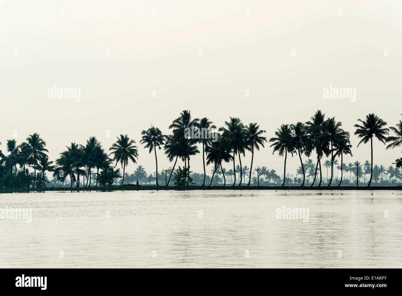 Tipico paesaggio di palme, Kerala Backwaters, Alappuzha, Kerala, India Foto Stock
