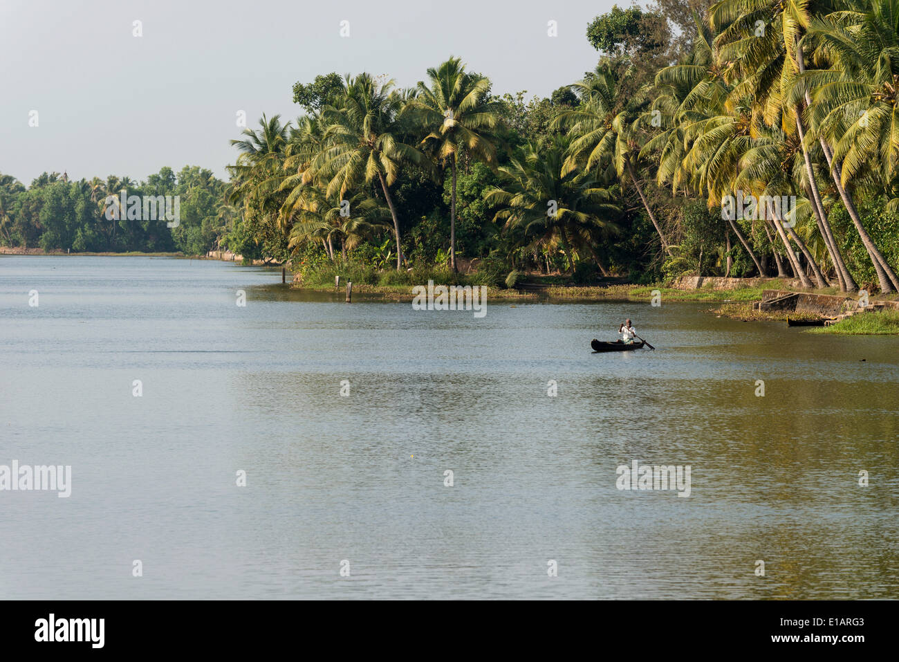 Tipico paesaggio di palme, Kerala backwaters, Alappuzha, Kerala, India Foto Stock
