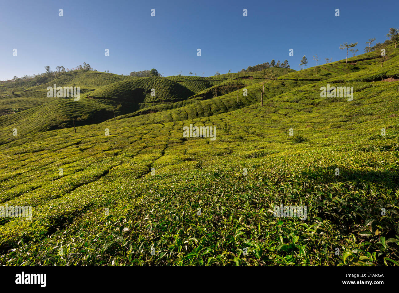 Le piantagioni di tè sotto un cielo blu, 1600m, Munnar Kerala, i Ghati Occidentali, India Foto Stock