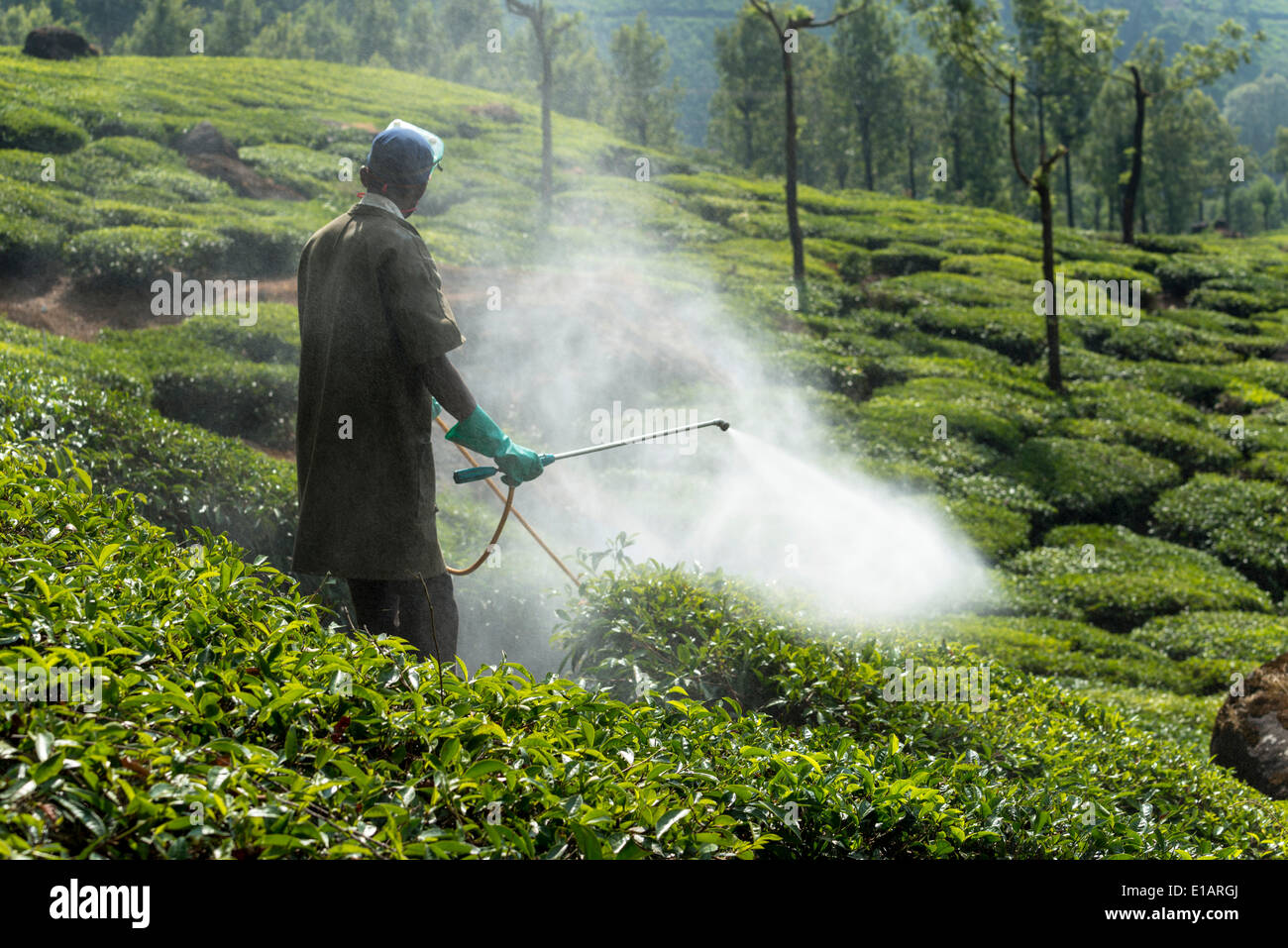 Lavoratore la spruzzatura di piante di tè con pesticidi, piantagione di tè, Munnar Kerala, i Ghati Occidentali, India Foto Stock