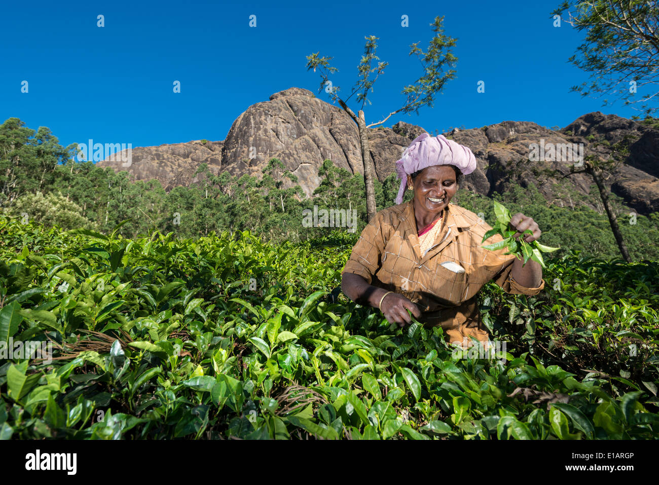 The plucker prelevare le foglie di tè a mano, piantagione di tè, 1600m, Munnar Kerala, i Ghati Occidentali, India Foto Stock