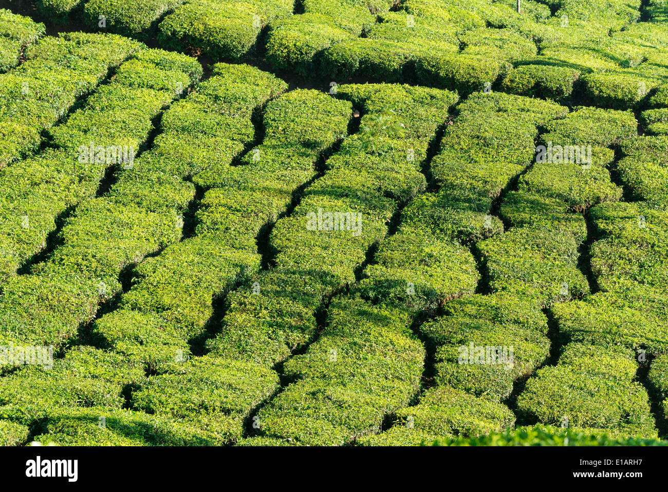 Le piantagioni di tè, 1600m, Munnar Kerala, i Ghati Occidentali, India Foto Stock