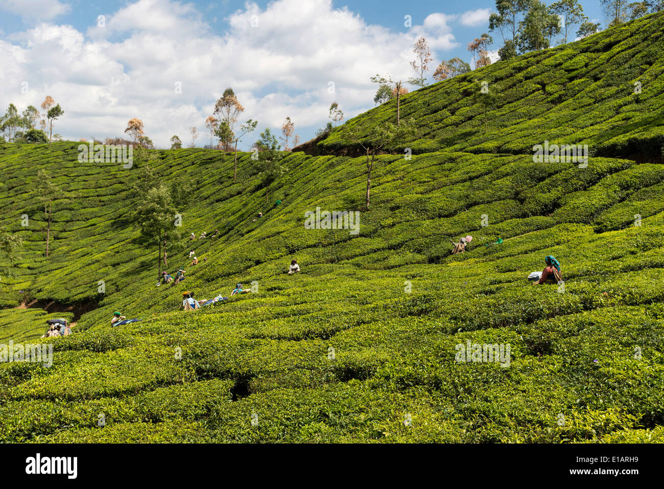 Il tè pluckers nei campi di tè, piantagione di tè, 1600m, Munnar Kerala, i Ghati Occidentali, India Foto Stock