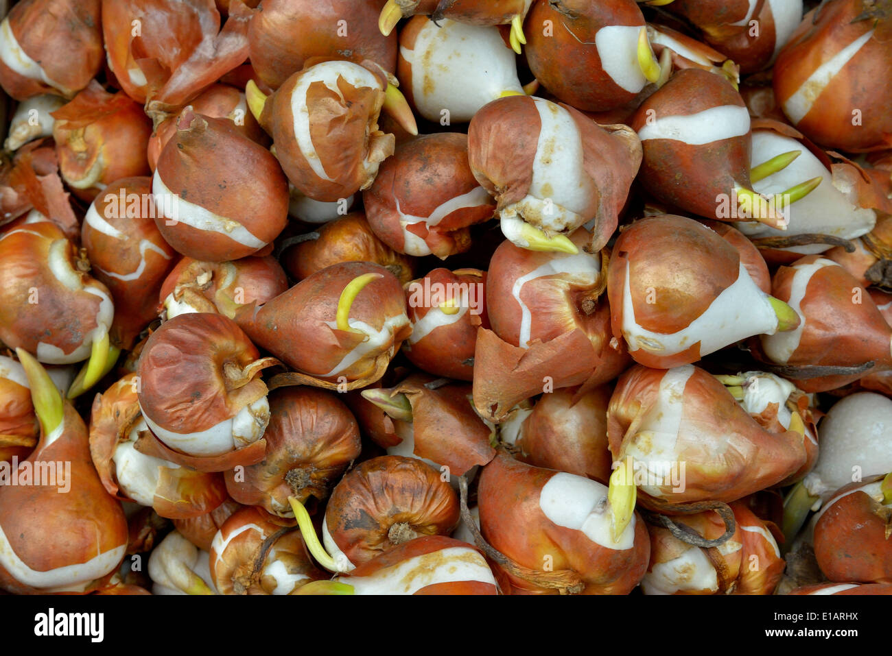 Bulbi di tulipani, Holland, Paesi Bassi Foto Stock