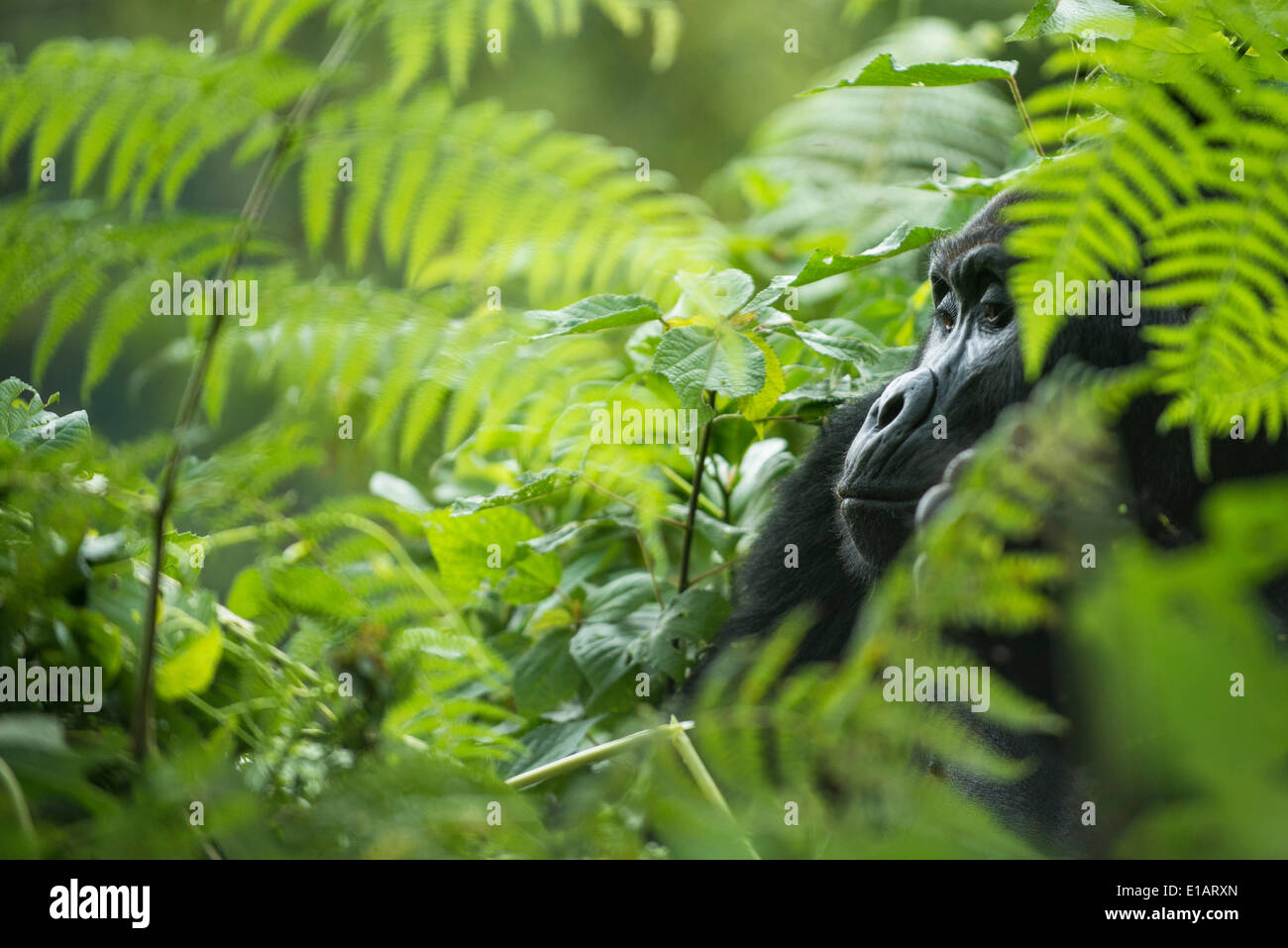Gorilla di Montagna (Gorilla beringei beringei), maschio, Parco nazionale impenetrabile di Bwindi, Uganda Foto Stock