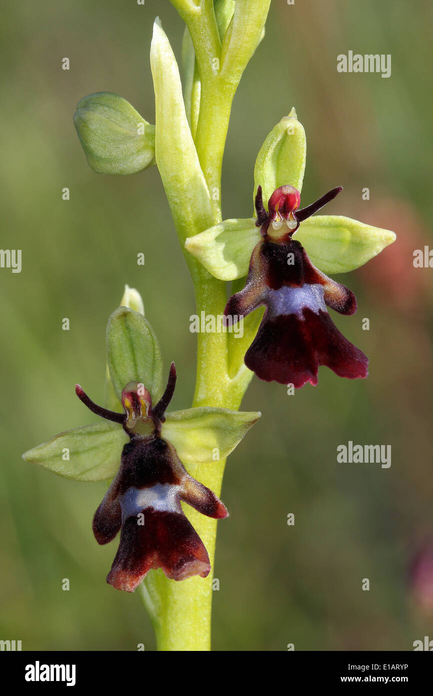 Fly Orchid (Ophrys insectifera), fioritura, Eifel National Park, Nord Reno-Westfalia, Germania Foto Stock