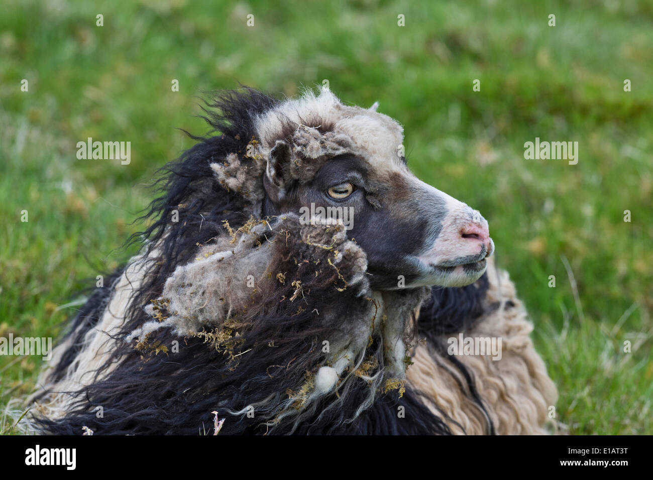 Pecore (Ovis orientalis aries), Isole Faerøer, Danimarca Foto Stock