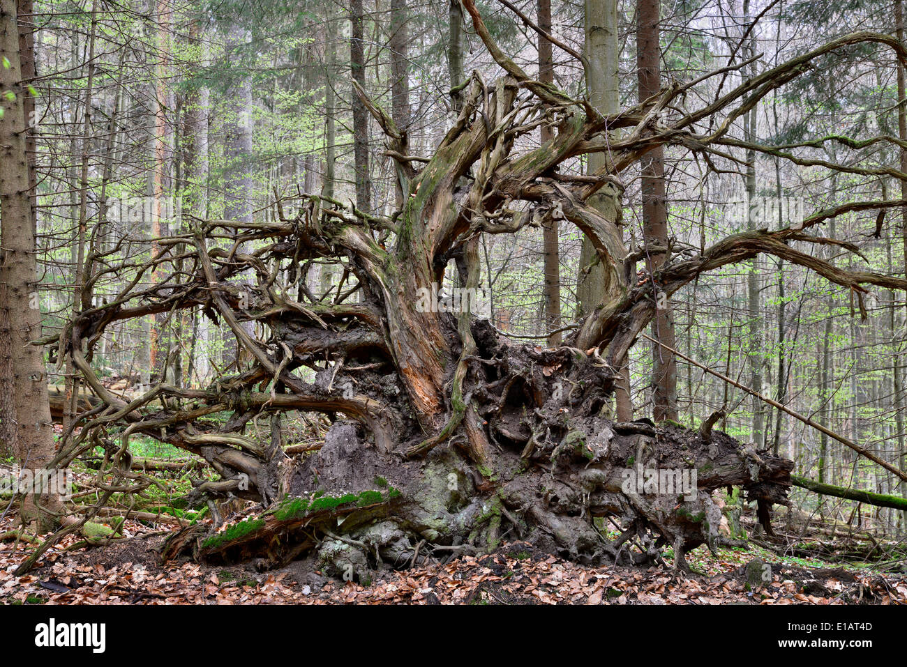 Radici di un caduto comuni di abete rosso (Picea abies), il Parco Nazionale della Foresta Bavarese, Baviera, Germania Foto Stock