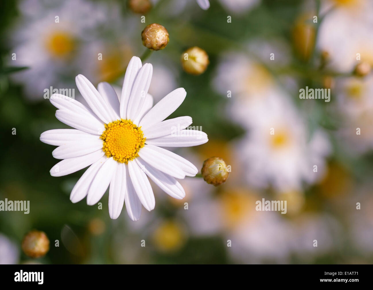 La guarigione della camomilla fiori closeup sullo sfondo sfocato Foto Stock
