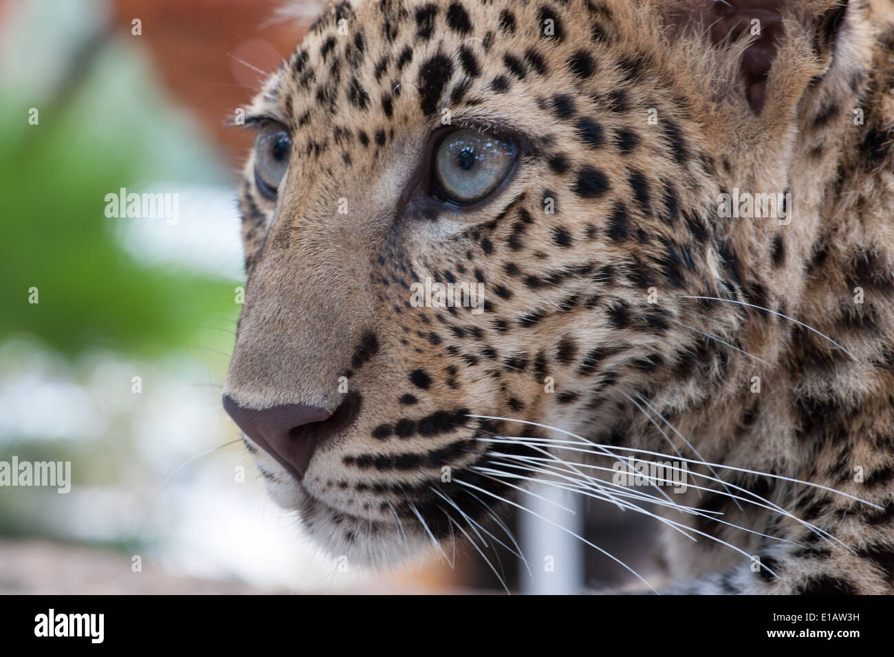 Cucciolo di leopardo Foto Stock