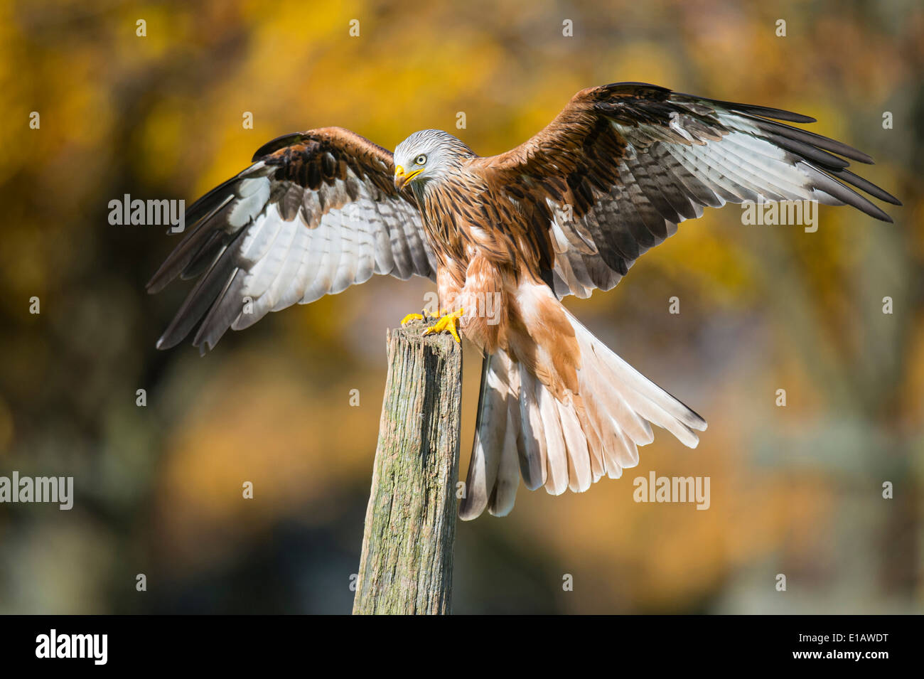 Aquilone rosso, Milvus milvus, dinklage, Bassa Sassonia, Germania Foto Stock