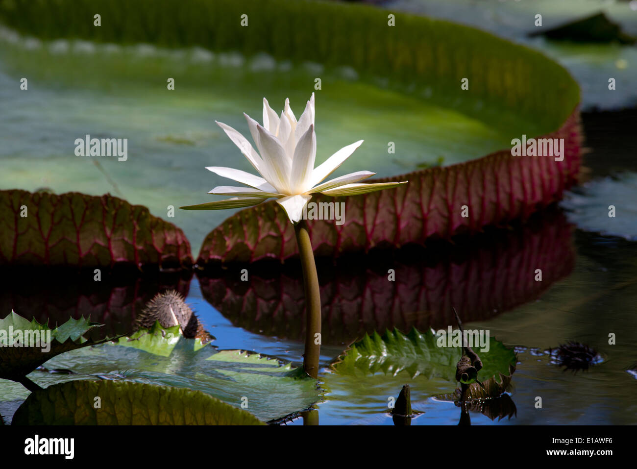 Ninfei (giglio d'acqua) all'Seewoosagur Ramgoolam Royal Botanical Garden, Pamplemousses, Mauritius Foto Stock