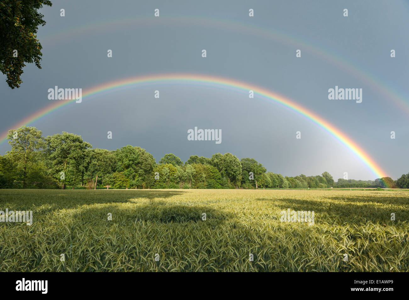 Rainbow nel campo paesaggio, vechta distretto, Bassa Sassonia, Germania Foto Stock