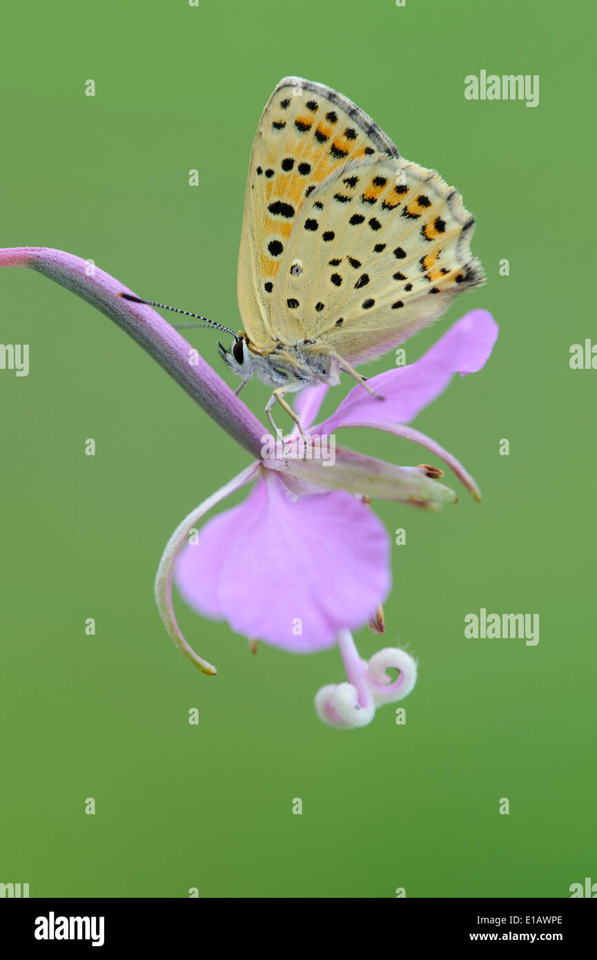 Fuligginosa rame (lycaena tityrus), Germania Foto Stock