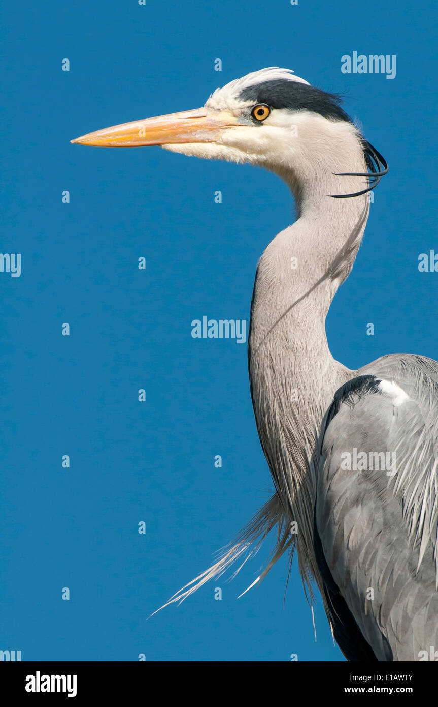 Airone cenerino, Ardea cinerea, Bassa Sassonia, Germania Foto Stock