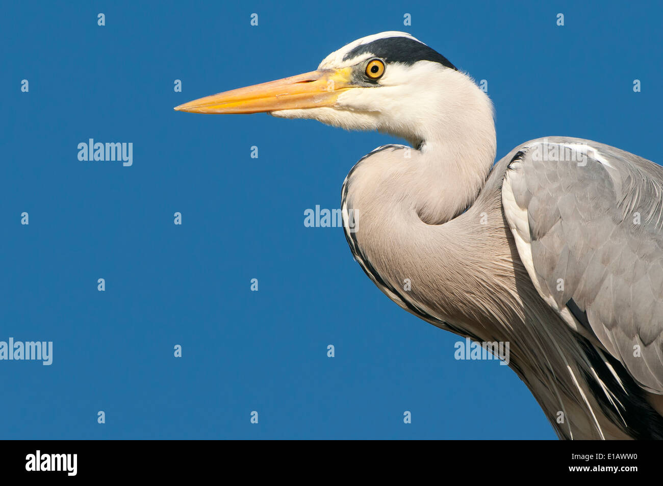 Airone cenerino, Ardea cinerea, Bassa Sassonia, Germania Foto Stock