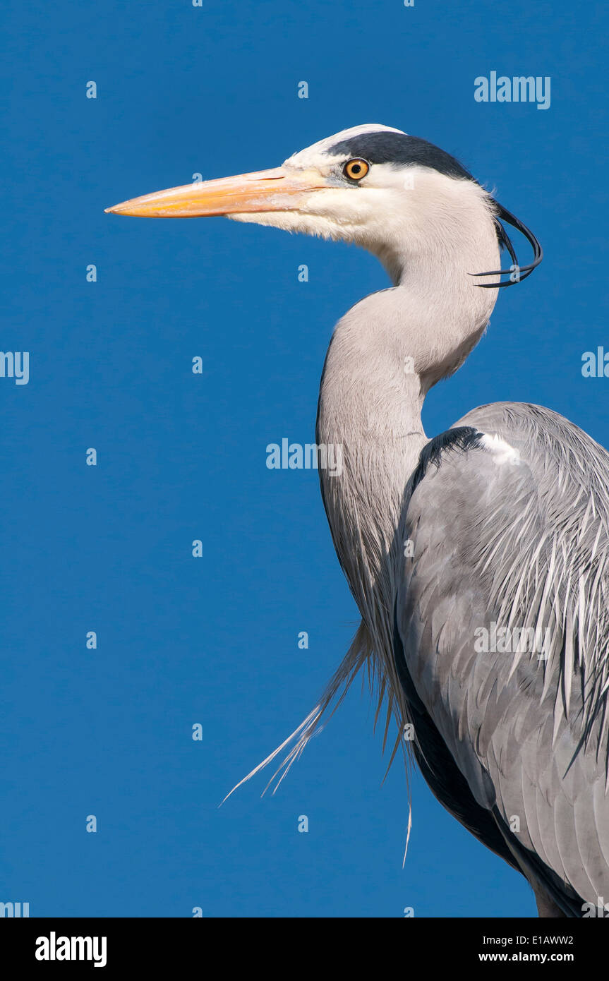 Airone cenerino, Ardea cinerea, Bassa Sassonia, Germania Foto Stock