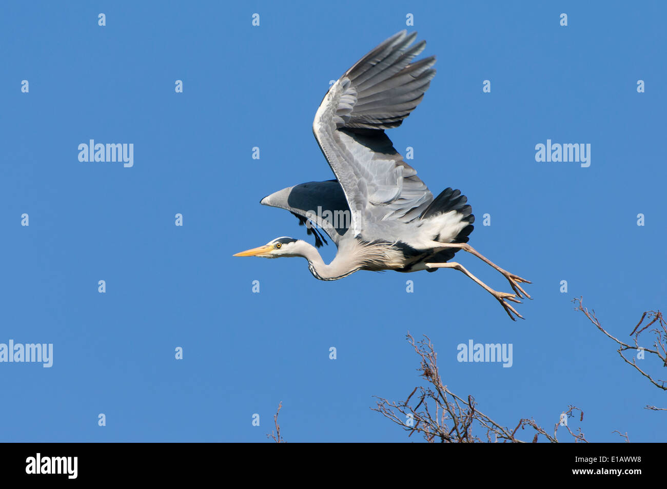 Airone cenerino, Ardea cinerea, Bassa Sassonia, Germania Foto Stock