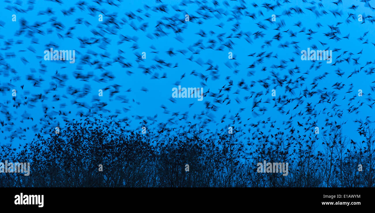 Stormo di uccelli, vechta, Bassa Sassonia, Germania Foto Stock