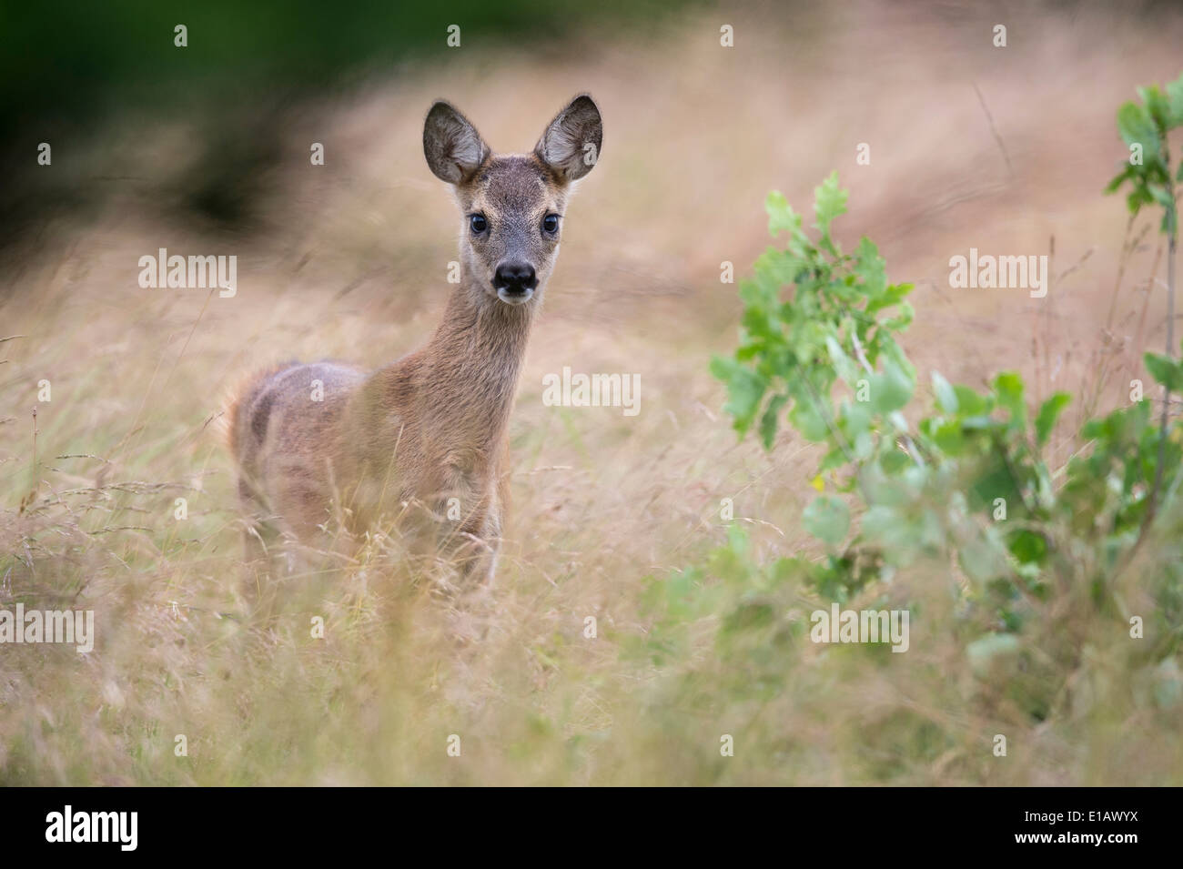 Fulvo, Capreolus capreolus, vechta, Bassa Sassonia, Bassa Sassonia, Germania Foto Stock
