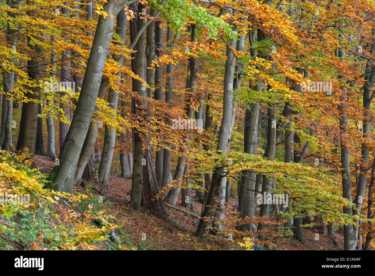 Foresta di faggio, dammer berge, vechta distretto, Bassa Sassonia, Germania Foto Stock