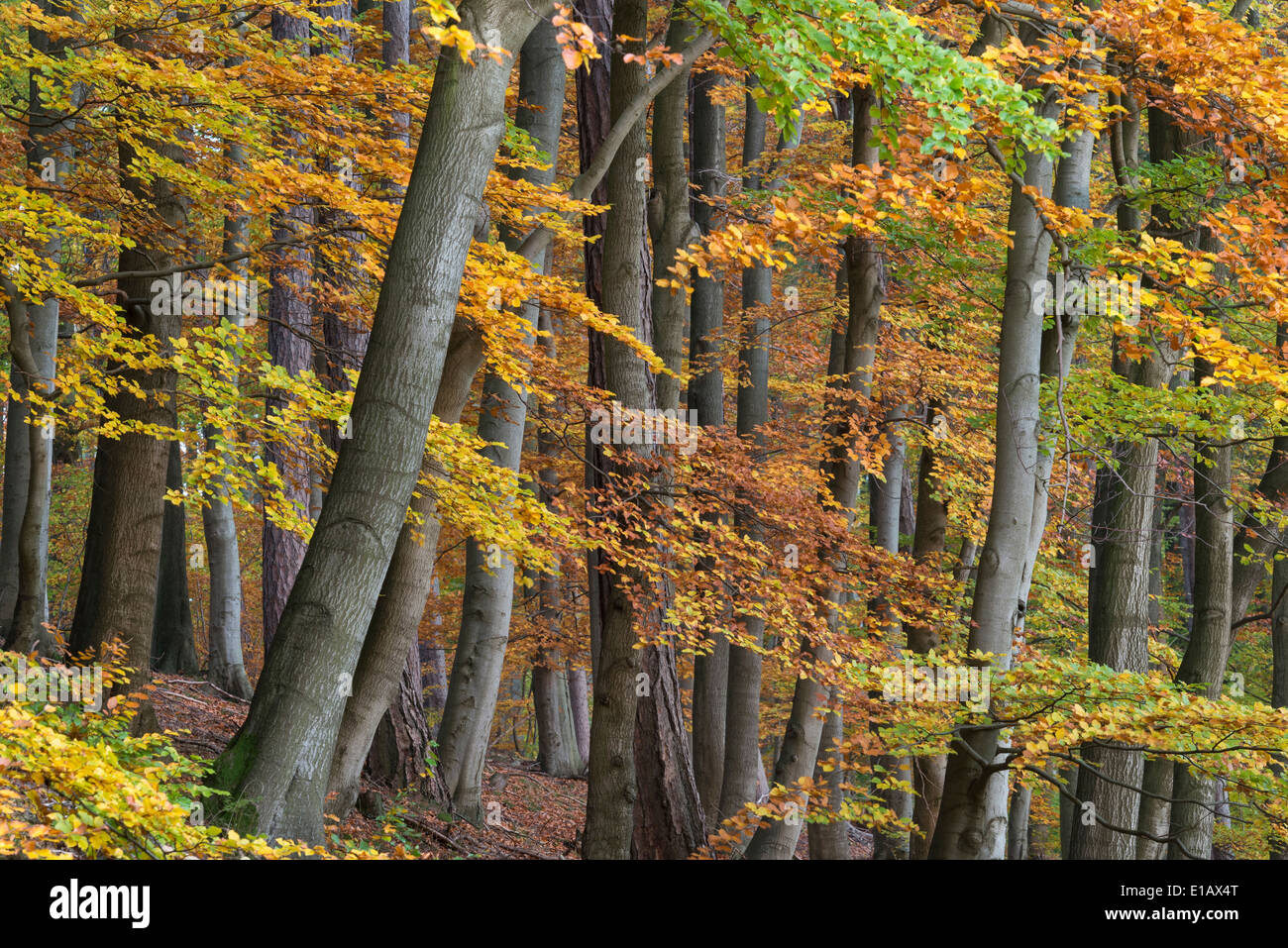 Foresta di faggio, dammer berge, vechta distretto, Bassa Sassonia, Germania Foto Stock