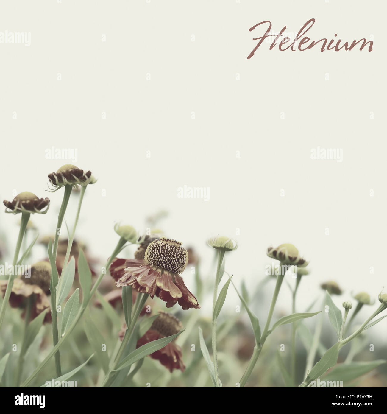 Blooming Helenium con effetto instagram Foto Stock