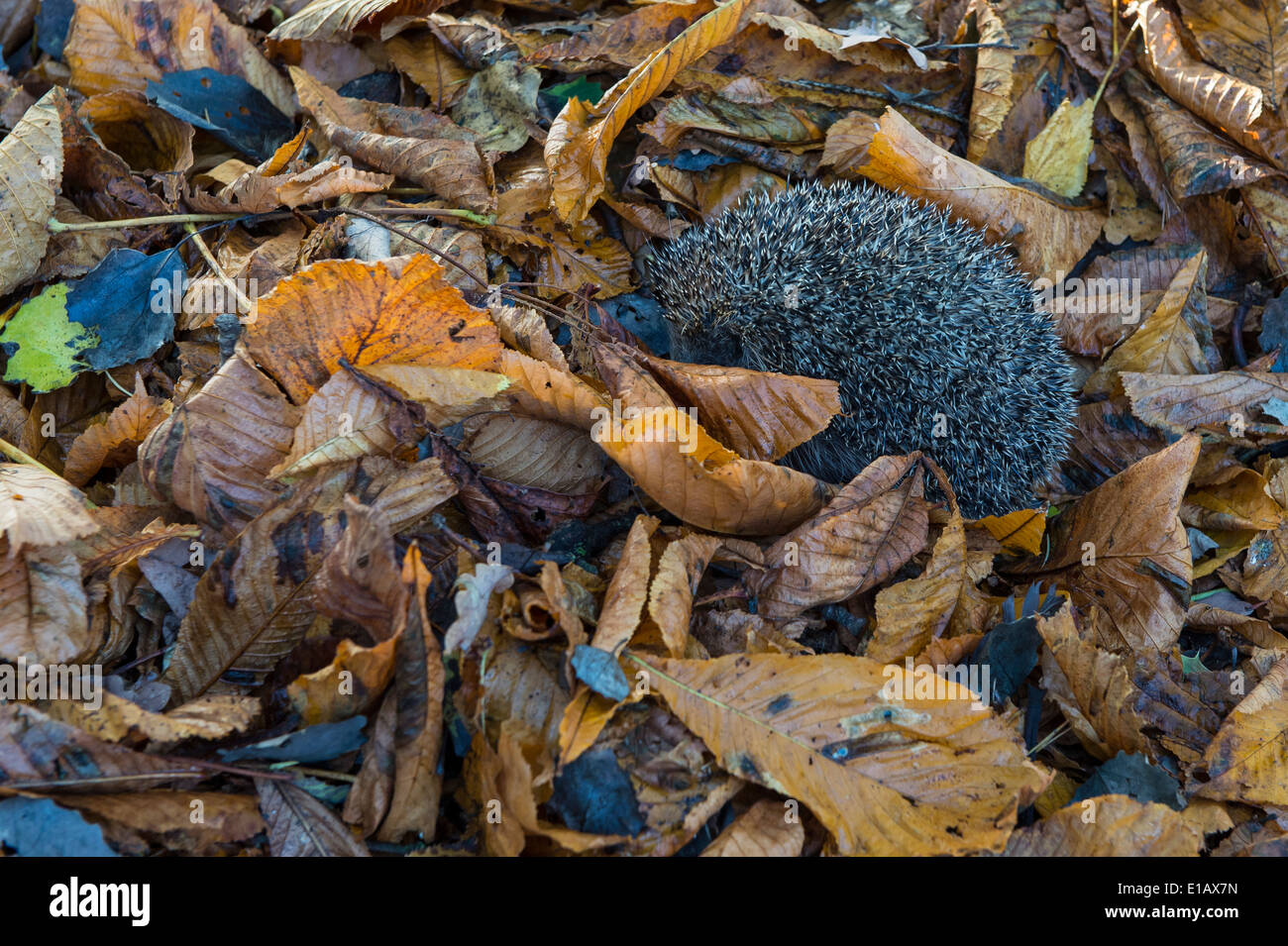 Riccio in foglie di autunno, erinaceidae, Germania Foto Stock