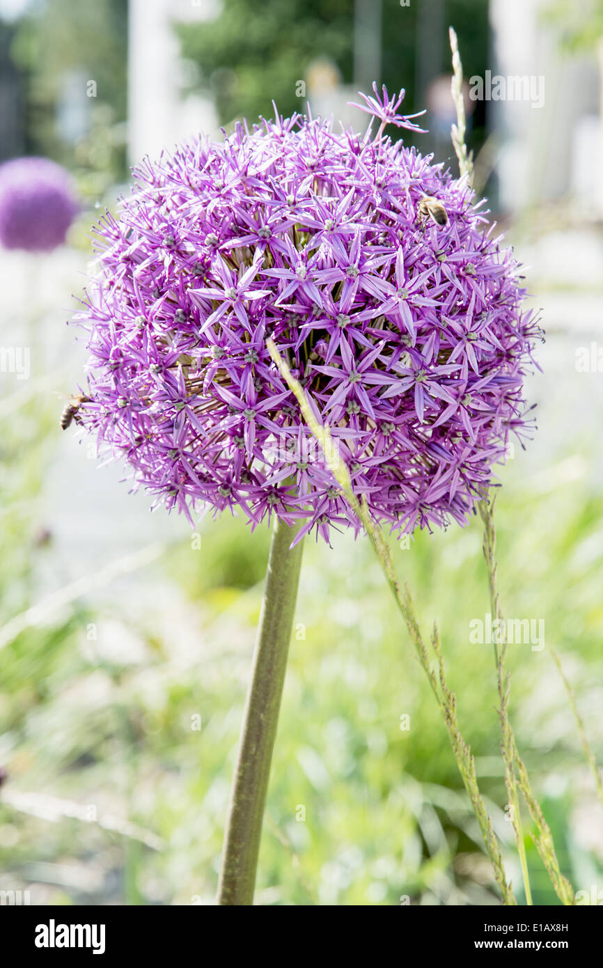 Aglio in fiore nel giardino. Foto Stock