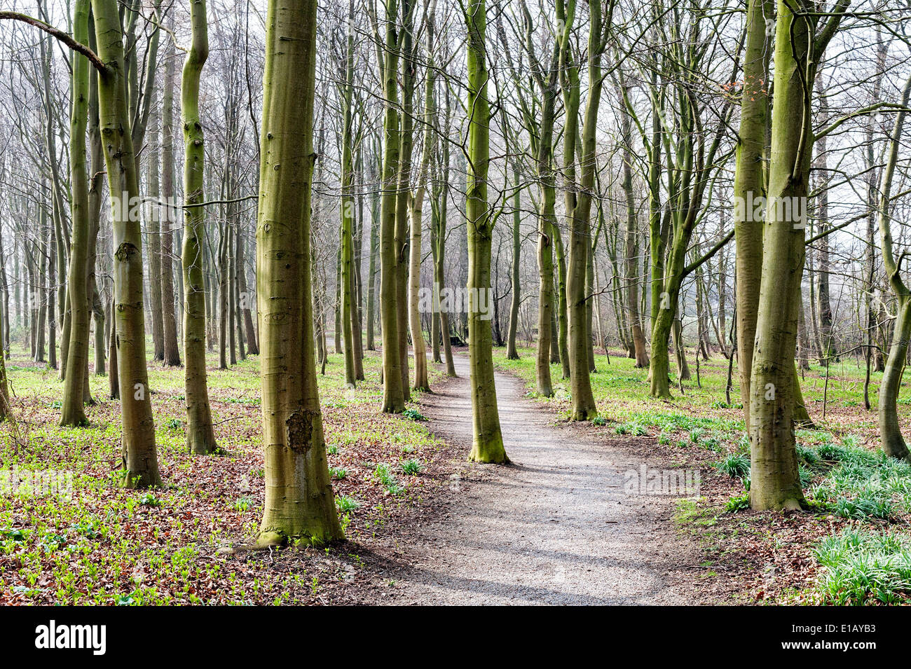 Il percorso del bosco a terrazze di Rievaulx Foto Stock