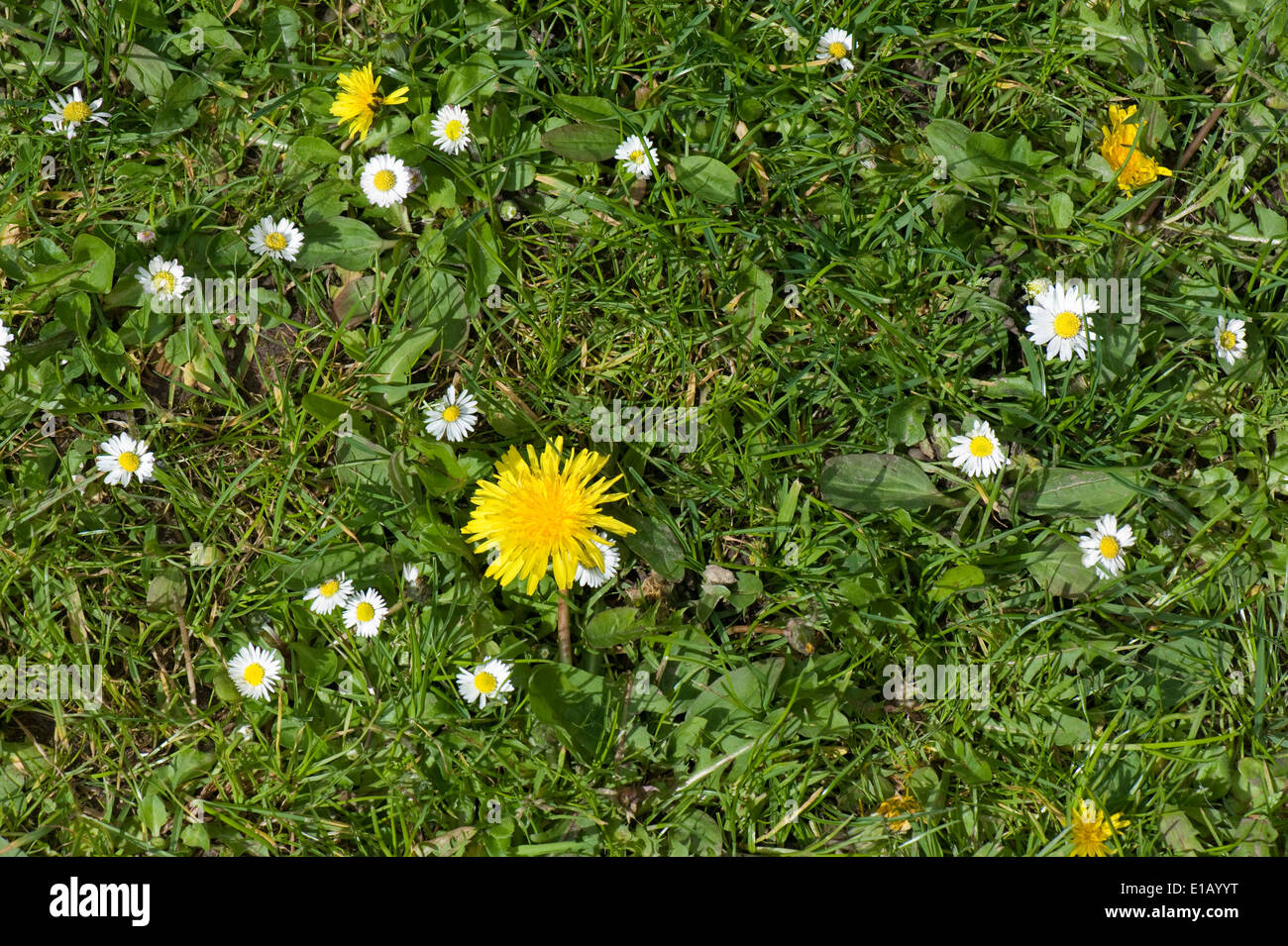 Fioritura di tarassaco e margherite in una ruvida giardino prato in primavera Foto Stock