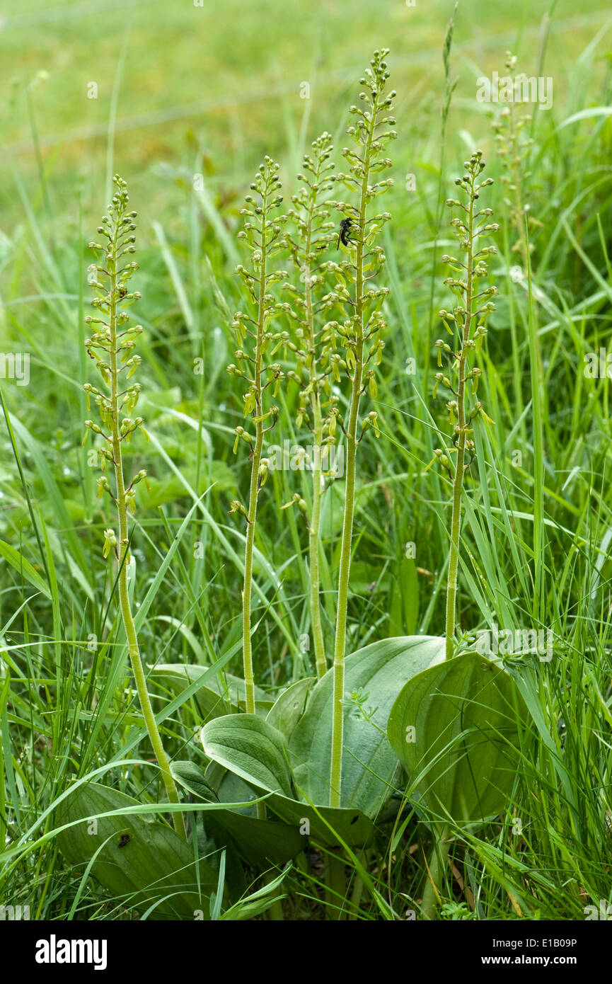 Piante fiorite di common twayblade, Neottia ovata, un'orchidea nativa della Gran Bretagna, i paesi europei e l'Himalaya Foto Stock