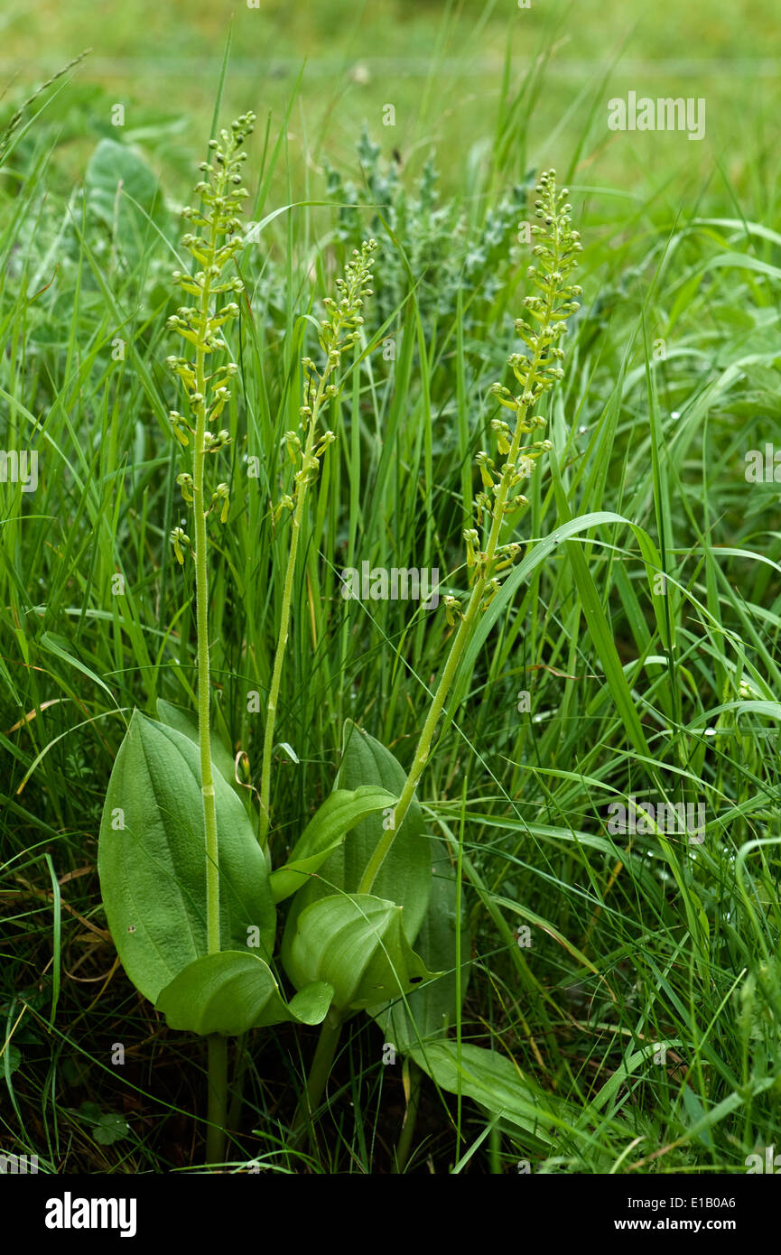 Piante fiorite di common twayblade, Neottia ovata, un'orchidea nativa della Gran Bretagna, i paesi europei e l'Himalaya Foto Stock