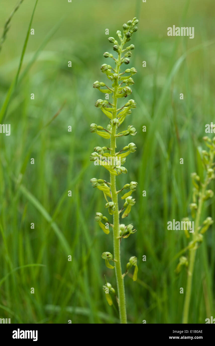 Fioritura twayblade comune, Neottia ovata, un'orchidea nativa della Gran Bretagna, i paesi europei e l'Himalaya Foto Stock