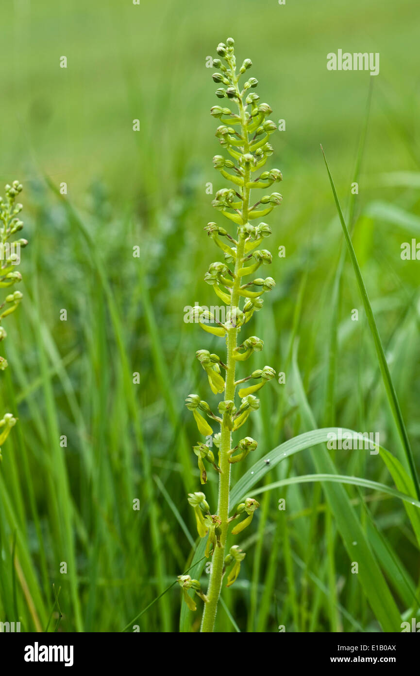 Fioritura twayblade comune, Neottia ovata, un'orchidea nativa della Gran Bretagna, i paesi europei e l'Himalaya Foto Stock