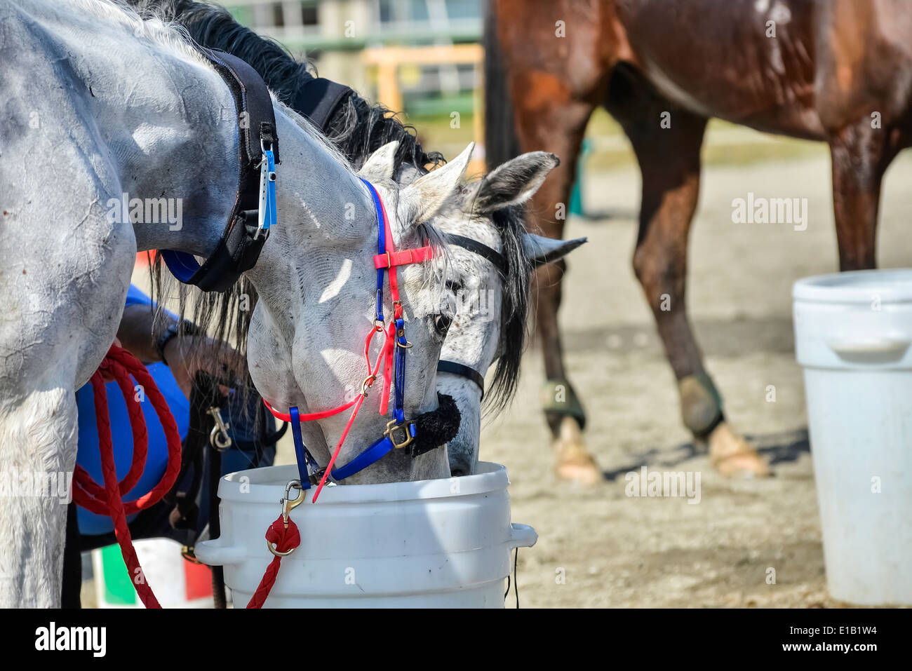 Endurance cavalli bere acqua presso il punto di assistenza Foto Stock